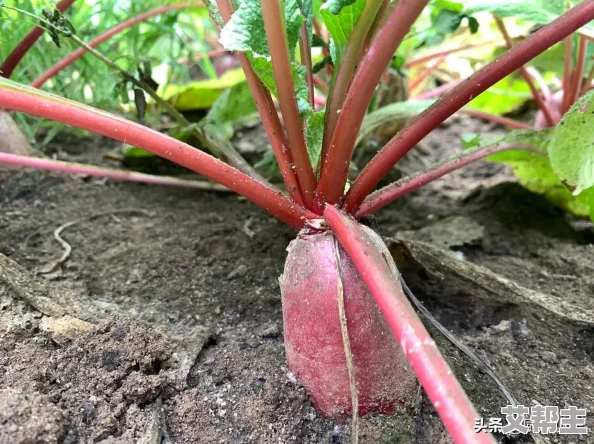 榴莲西瓜丝瓜秋葵：探讨这四种独特水果和蔬菜的营养价值及其在夏季饮食中的重要性与搭配方式