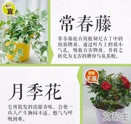 千层莲花裹茎术怎么练：从基础到进阶的全面指导与实用技巧分享