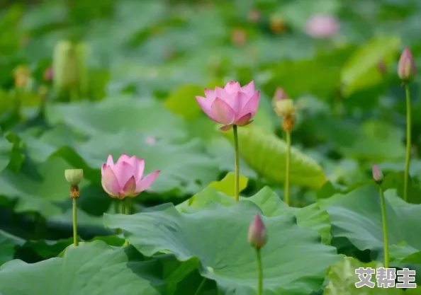 两瓣红莲今夜开什么意思，听起来很有诗意，似乎在表达一种美好的期待